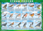 Комплект таблиц "Птицы России (4 листа)" (100х140 сантиметров, винил) - fgospostavki.ru - Смоленск
