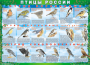 Комплект таблиц "Птицы России (4 листа)" (100х140 сантиметров, винил) - fgospostavki.ru - Смоленск
