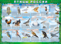 Комплект таблиц "Птицы России (4 листа)" (100х140 сантиметров, винил) - fgospostavki.ru - Смоленск