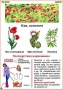 Комплект кодотранспарантов "Ядовитые растения" - fgospostavki.ru - Смоленск
