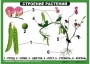 Комплект таблиц "Ознакомление с окружающим миром 1-4 класс" - fgospostavki.ru - Смоленск